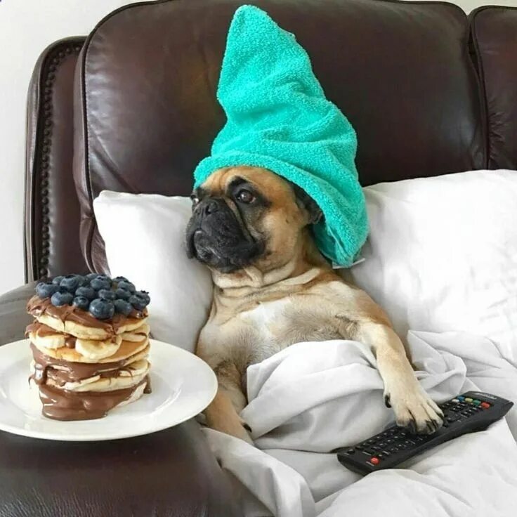 Картинка доброе утро выходные прикольные Another Perfect Sunday, French Bulldog Puppy in Bed, with Room Service and a Tur