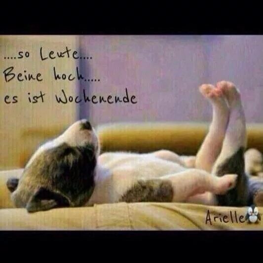 Картинка доброе утро выходные прикольные Pin by Heike W. on Hunde Funny animals, Dog sleeping positions, Animals