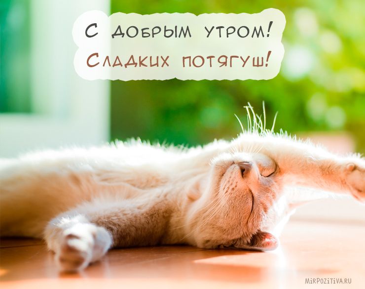 Картинка доброе утро выходные прикольные Доброе ленивое субботнее утро, друзья! Ждем вас в гости Доброе утро, Смешно, Вес
