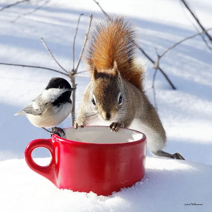 Картинка доброе утро зима прикольные Oh Mr. Finch we're going share this nice cup of warm coco to brace against the w
