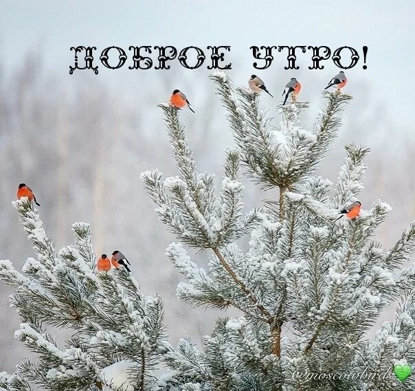 Картинка доброе утро зима прикольные Доброго утра, друзья! Хорошего Вам дня! 2023 Экспресс фото Шексна ВКонтакте