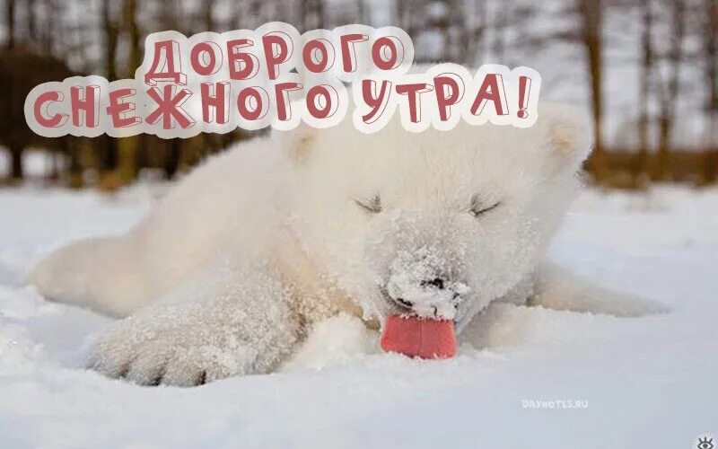 Картинка доброе утро зима прикольные С добрым утром! Пусть оно будет наполнено радостным настроением, нежностью и гар