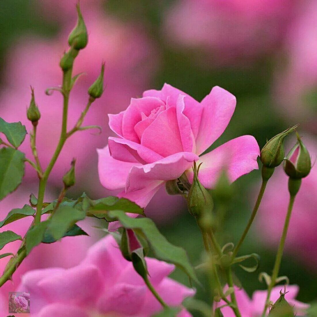 Картинка доброго дня и хорошего настроения женщине Pin by Lisa Davidson on Pink Stuff Beautiful roses, Pretty flowers, Pink flowers