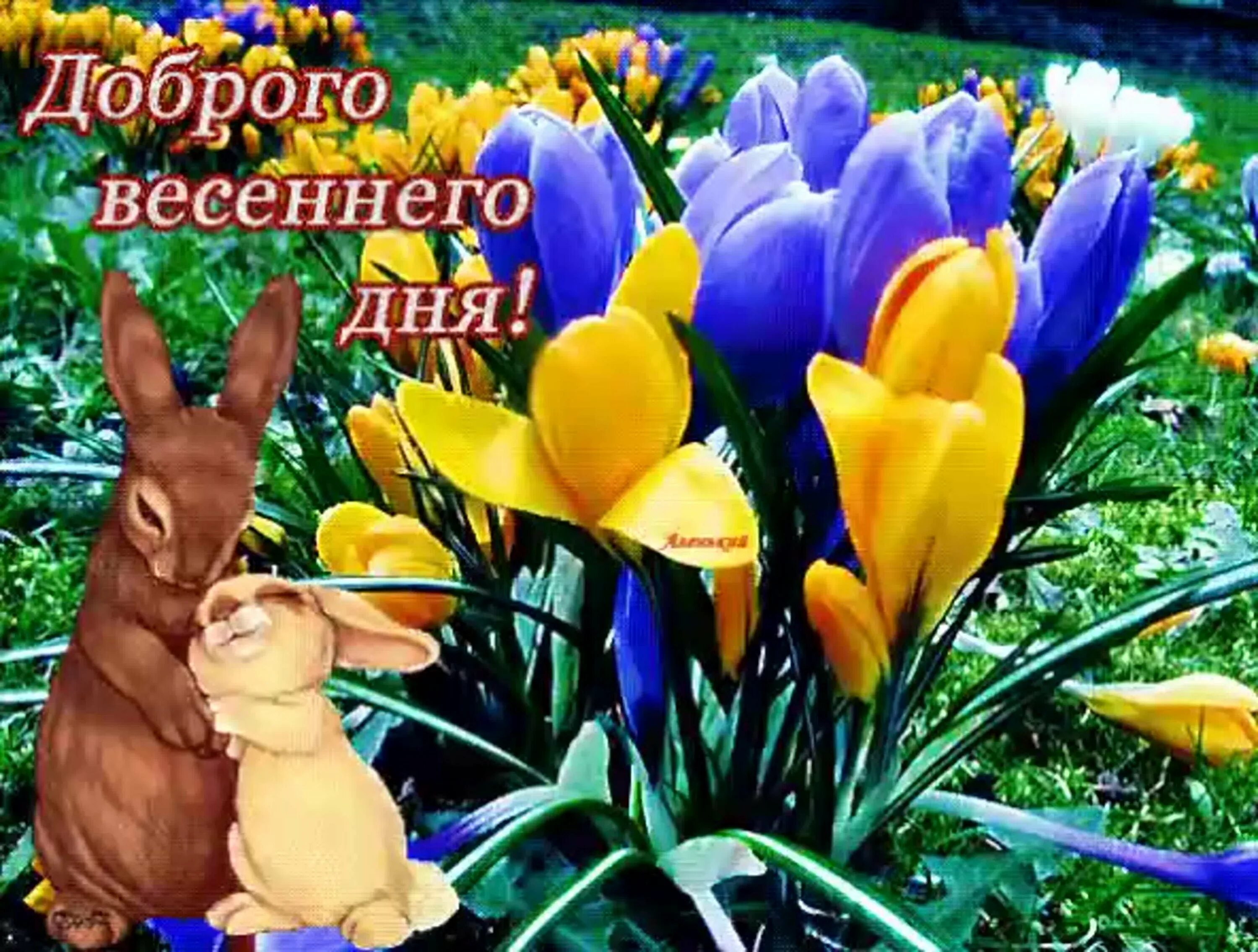Картинка доброго дня с пожеланиями весенние Доброе весеннее утро и день гиф: найдено 82 изображений