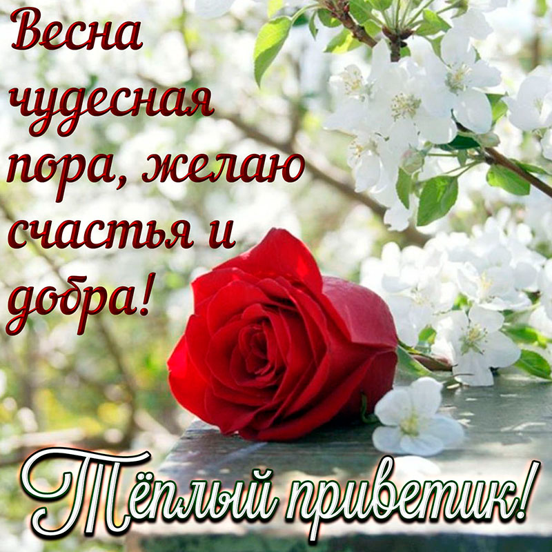 Картинка доброго дня с пожеланиями весенние Открытка с розой и тёплым весенним приветом