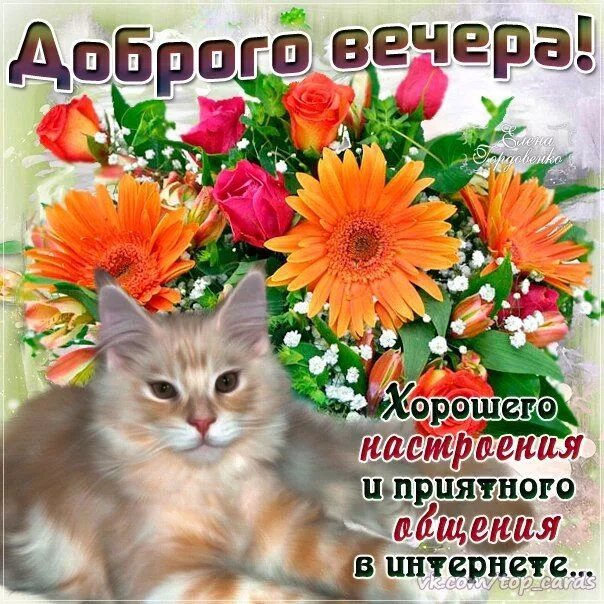 Картинка доброго вечера и хорошего настроения женщине Доброе утро, день, вечер Доброе утро, Стихи на день рождения, Кошачий арт