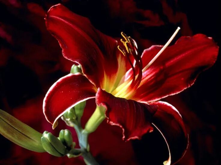Картинка доброго вечера лилия Red Exotic Flower Tropical wedding flowers, Red lily flower, Beach wedding flowe