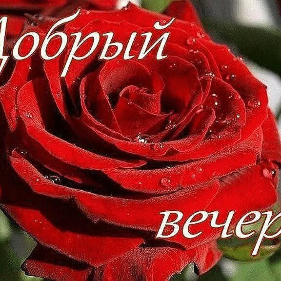 Картинка добрый вечер оля Сладкова Анна OK.RU