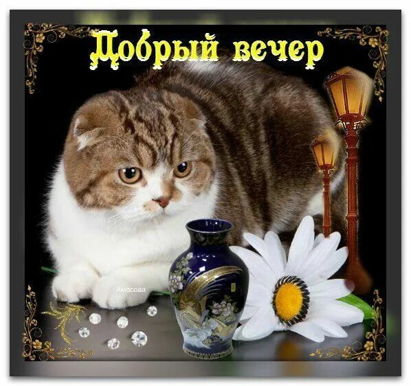 Картинка добрый вечер прикольная женщине Pin von sylwia auf faction