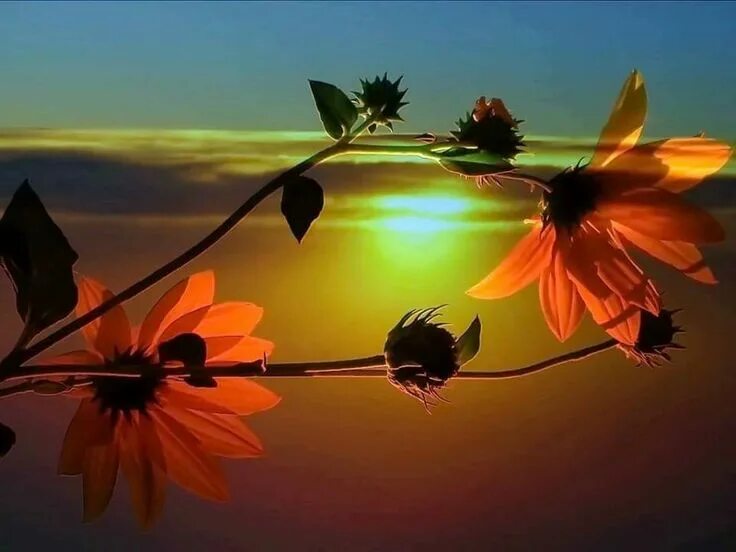 Картинка добрый вечер солнышко Pin by Nilsa Avila on Mensagems Flowers nature, Nature backgrounds, Beach wallpa