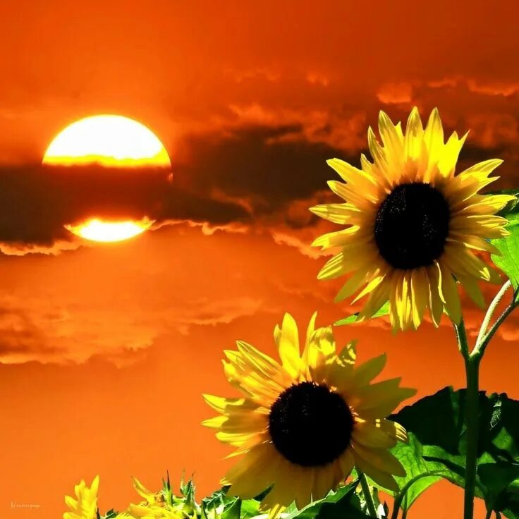 Картинка добрый вечер солнышко Pin by Ksenia on Nature Look at the sky, Sunset, Nature