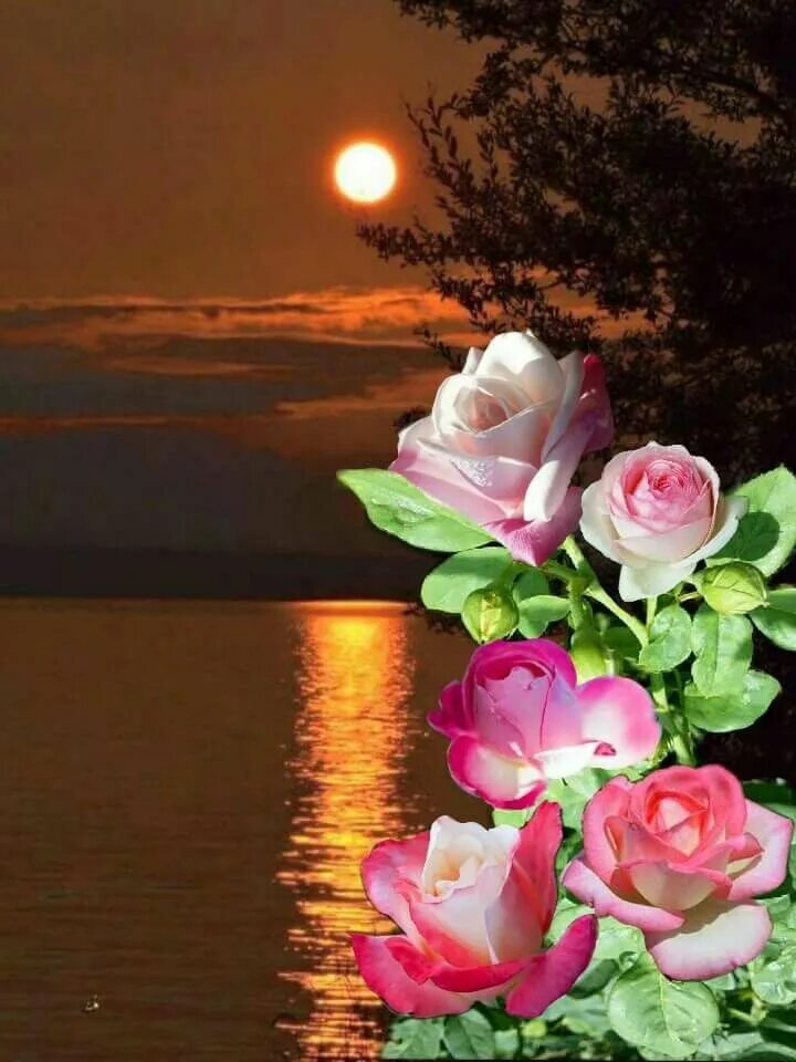 Картинка добрый вечер спокойный нежный Romantikus éjszaka rózsái Beautiful flowers wallpapers, Good night flowers, Beau