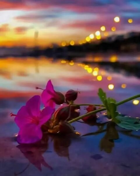 Картинка добрый вечер спокойный нежный Pin by Debbie Adair on Flowers Evening greetings, Good evening, Good evening gre