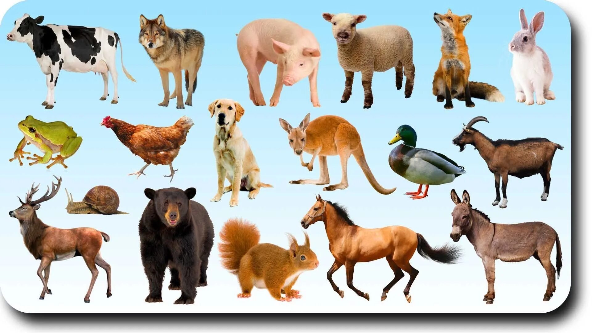 Картинка дом животные Nombres de animales con hiato - Домашних животных для детей.