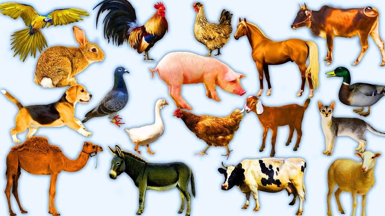 Картинка дом животные Learning Wild Animals HD Sounds for Kids Learn Domestic Animals Sounds For Child
