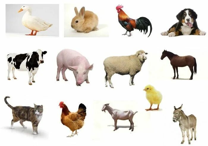 Картинка домашние животные для дошкольников Resultado de imagen para animalesdomesticos Imagenes de animales, Animal domésti