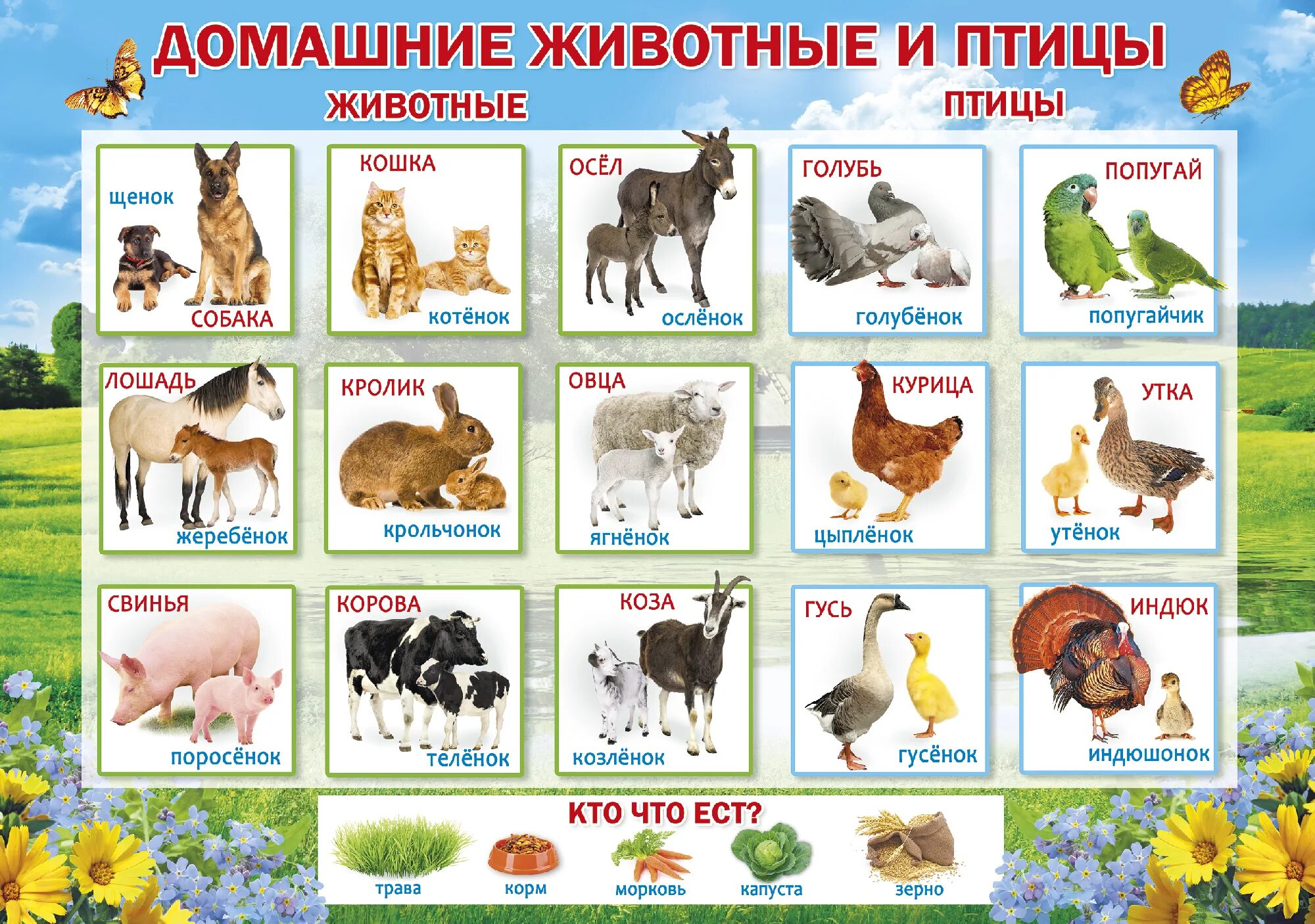 Картинка домашние животные для дошкольников Слова на тему домашние животные: найдено 88 изображений