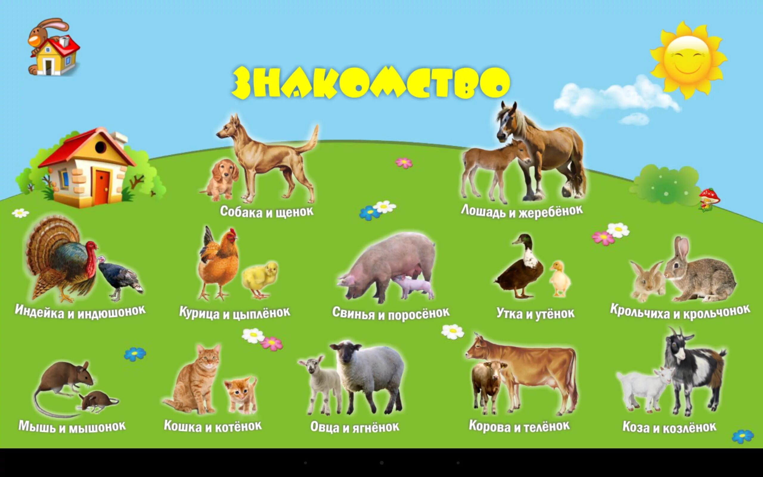 Картинка домашние животные для дошкольников 1А: Животные (для детей) APK per Android Download
