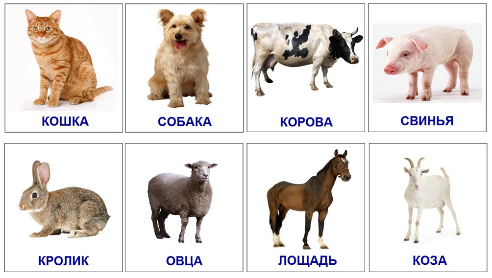 Картинка домашние животные для дошкольников Домашние животные и их детеныши