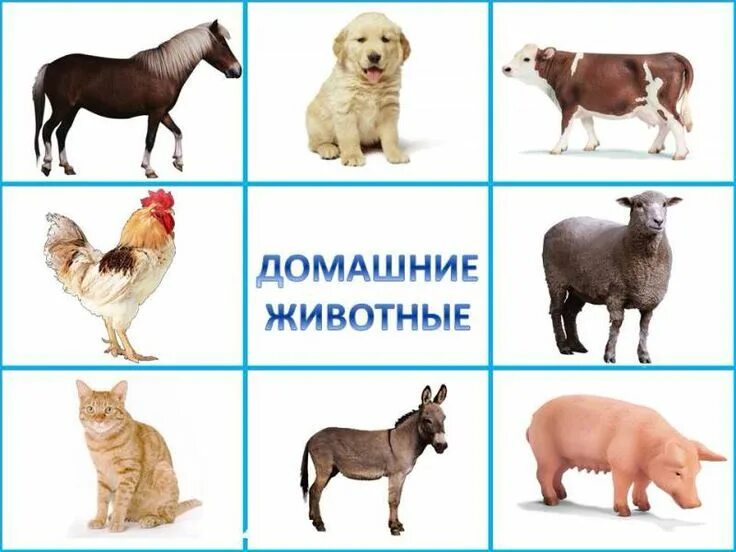 Картинка домашние животные для дошкольников Пин на доске game on the classification of images Детские игры, Дошкольные идеи,