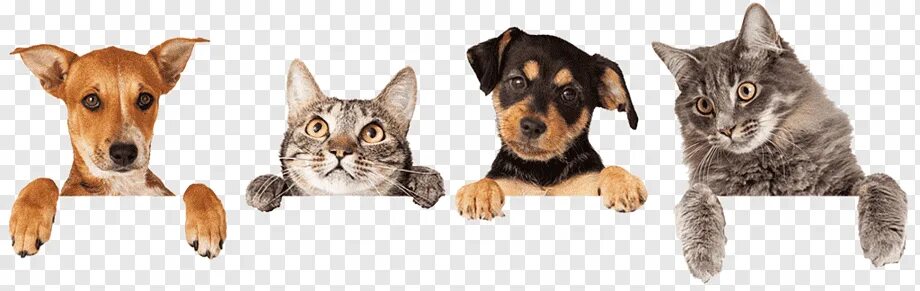 Картинка домашних животных кошки собаки Dog–cat relationship Dog–cat relationship Veterinarian Pet, Cat, mammal, animals