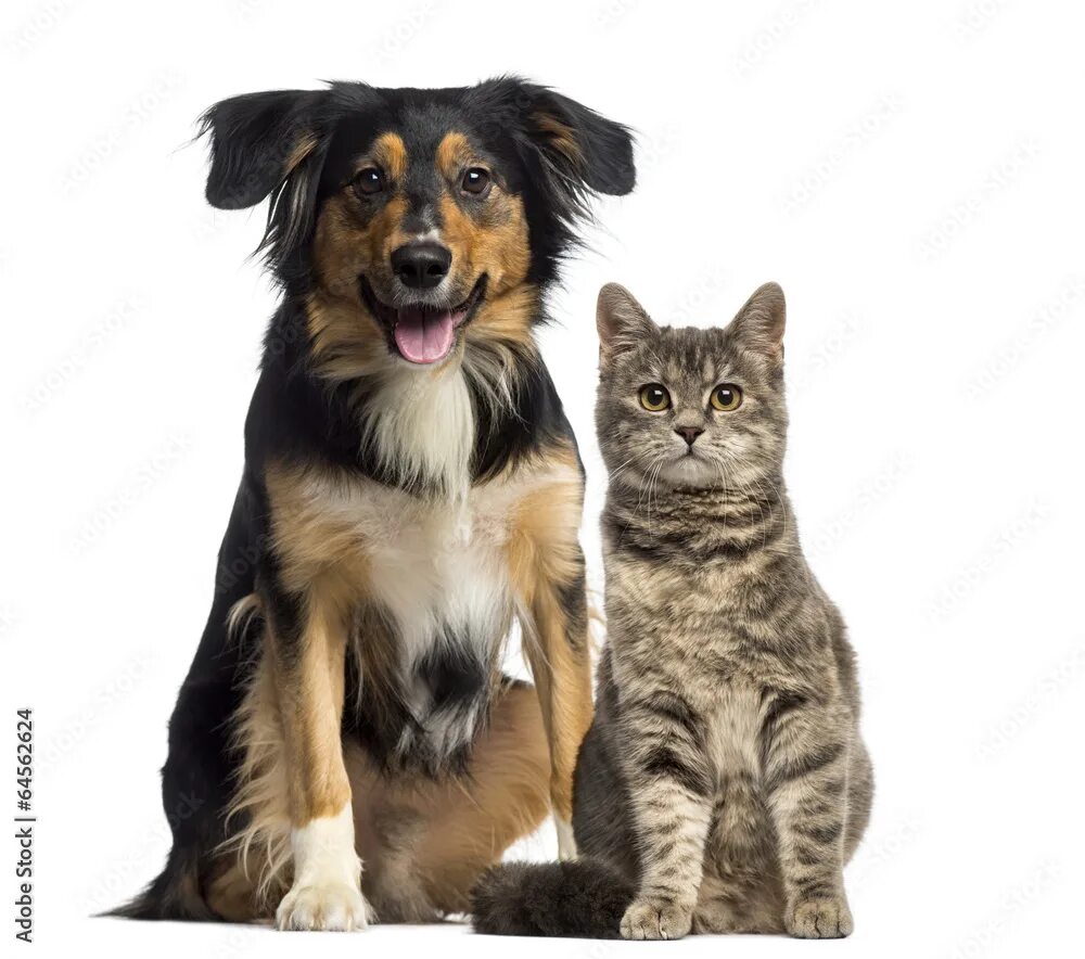 Картинка домашних животных кошки собаки Cat and dog sitting together Фотографія Stock Adobe Stock