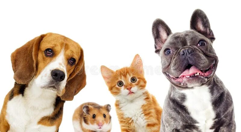 Картинка домашних животных кошки собаки Cat and dog and hamster stock image. Image of brown - 114280635