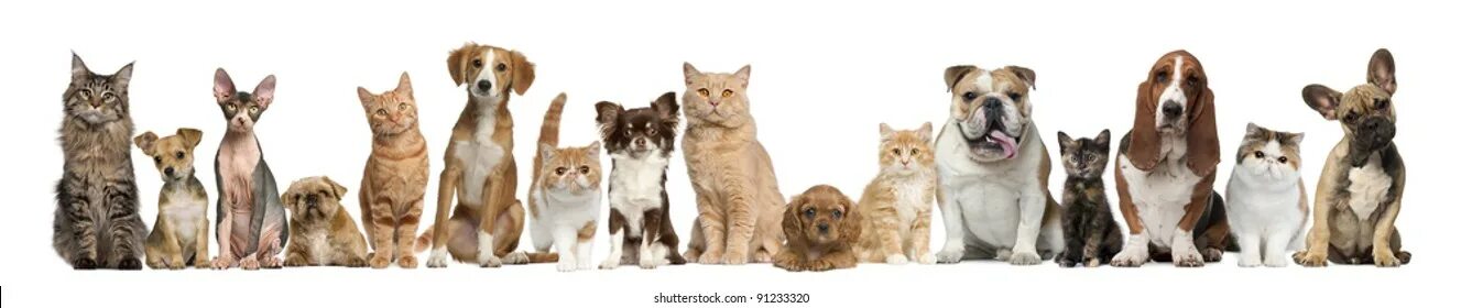 Картинка домашних животных кошки собаки Cat cutout, результатов - 19 482: фотографии без лицензионных платежей и стоковы