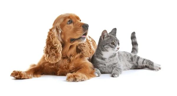 Картинка домашних животных кошки собаки Cat and dog on white background, результатов - 211 701: фотографии без лицензион