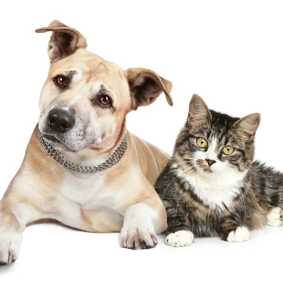 Картинка домашних животных кошки собаки Cat And Dogs Funny Animal - YouTube