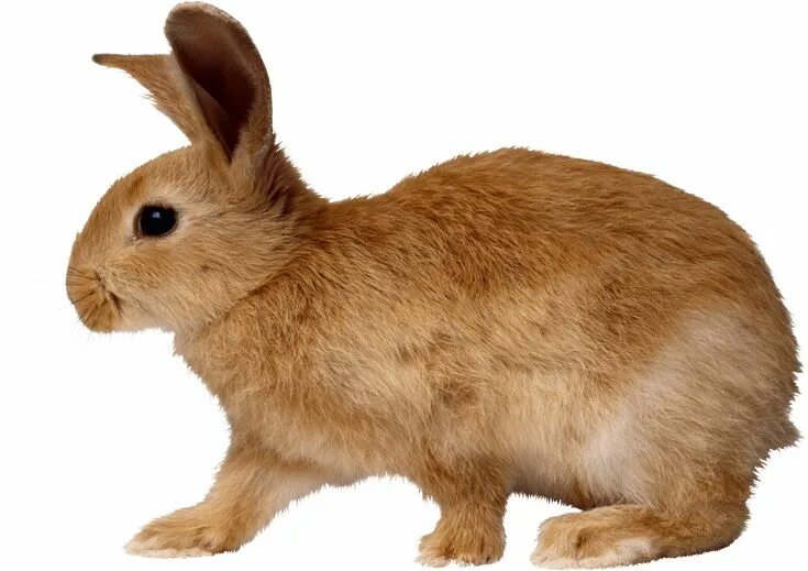Картинка домашних животных на прозрачном фоне blonde rabbit walking from side PNG Image Rabbit, Rabbit png, Rabbit pictures