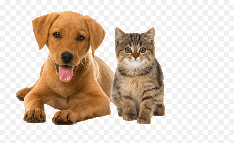 Картинка домашних животных на прозрачном фоне Canine Connection U2013 Doggie Daycare Grooming And More - Cat Dog Png,Dog Png T