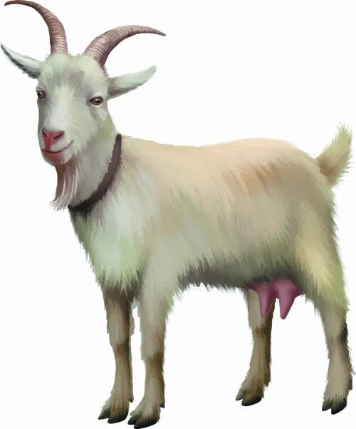Картинка домашних животных на прозрачном фоне Realistic goats vector graphics - Vector Animal free download Картинки домашних 