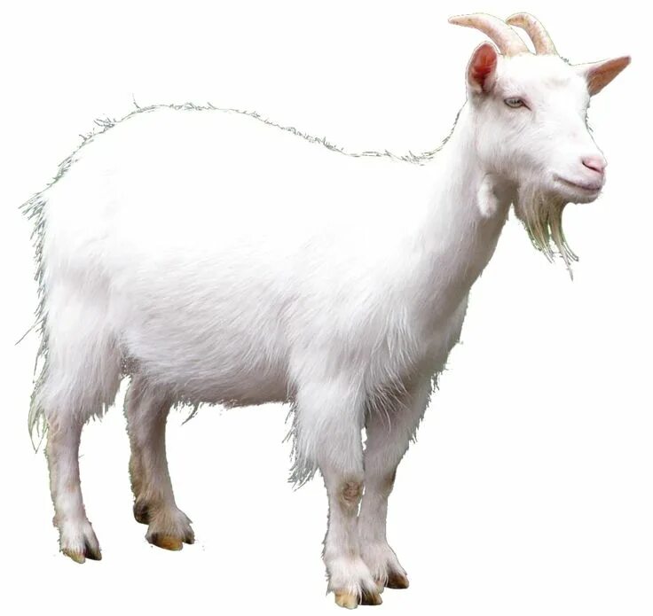 Картинка домашних животных на прозрачном фоне white goat PNG Image Goats, Animal categories, Animals
