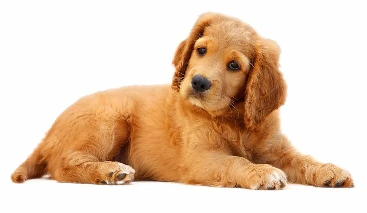 Картинка домашних животных на прозрачном фоне Dog PNG Image Dog images, Retriever puppy, Cute dog pictures