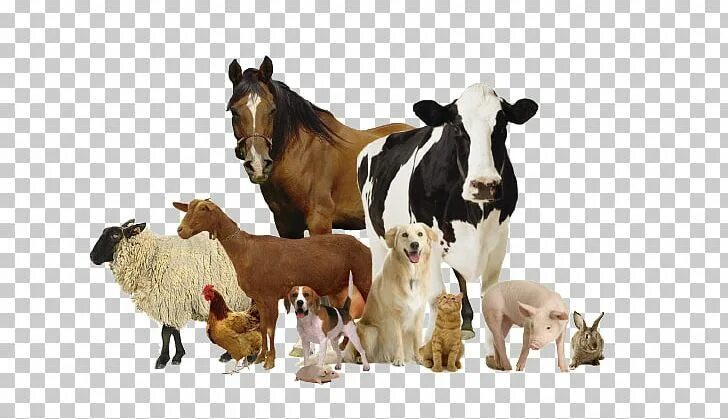 Картинка домашних животных на прозрачном фоне Horse Veterinary Medicine Veterinarian Animal Health Products PNG - animal, anim