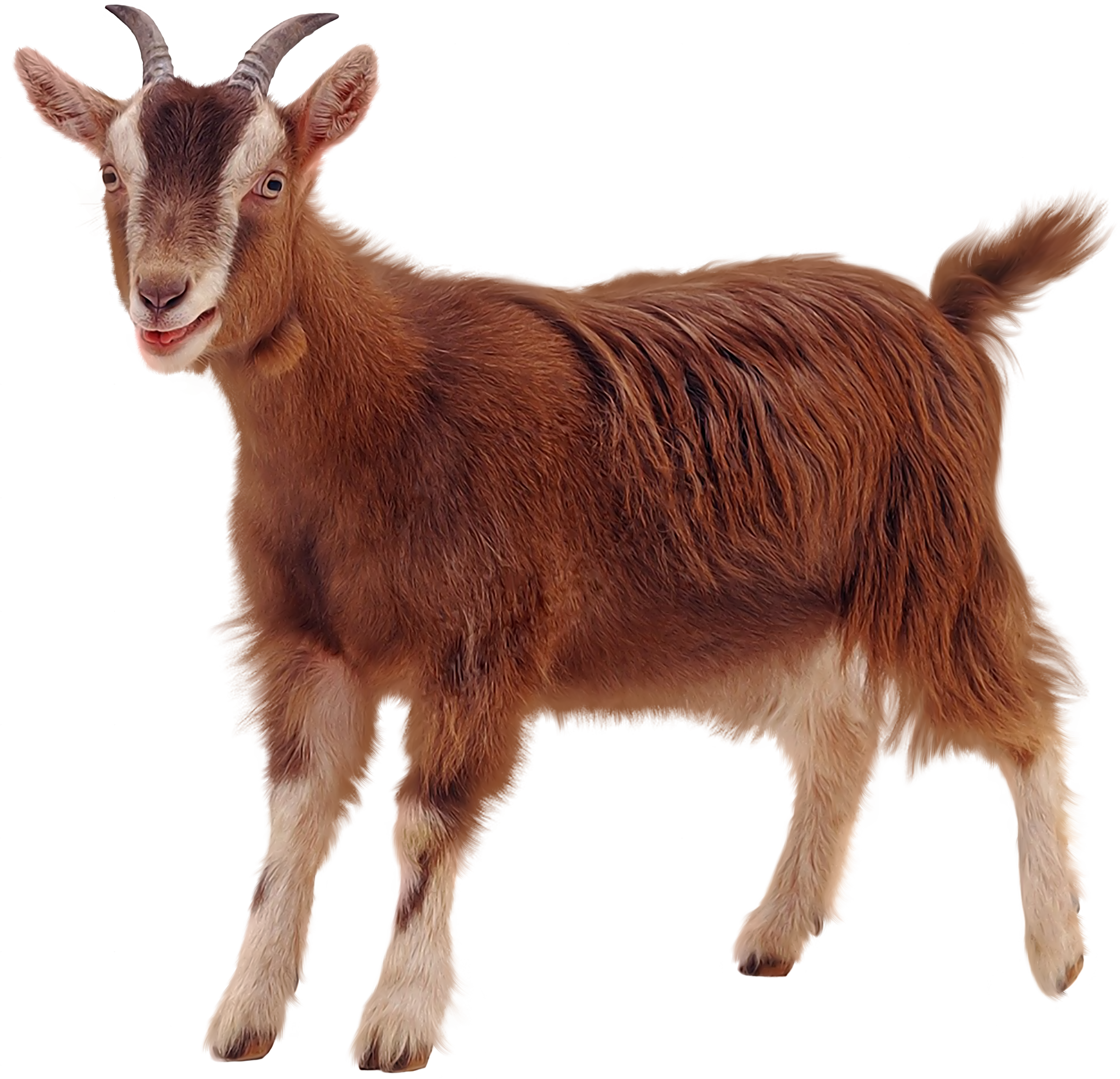 Картинка домашних животных на прозрачном фоне Pin on Животные Goats, Goat picture, Cute goats