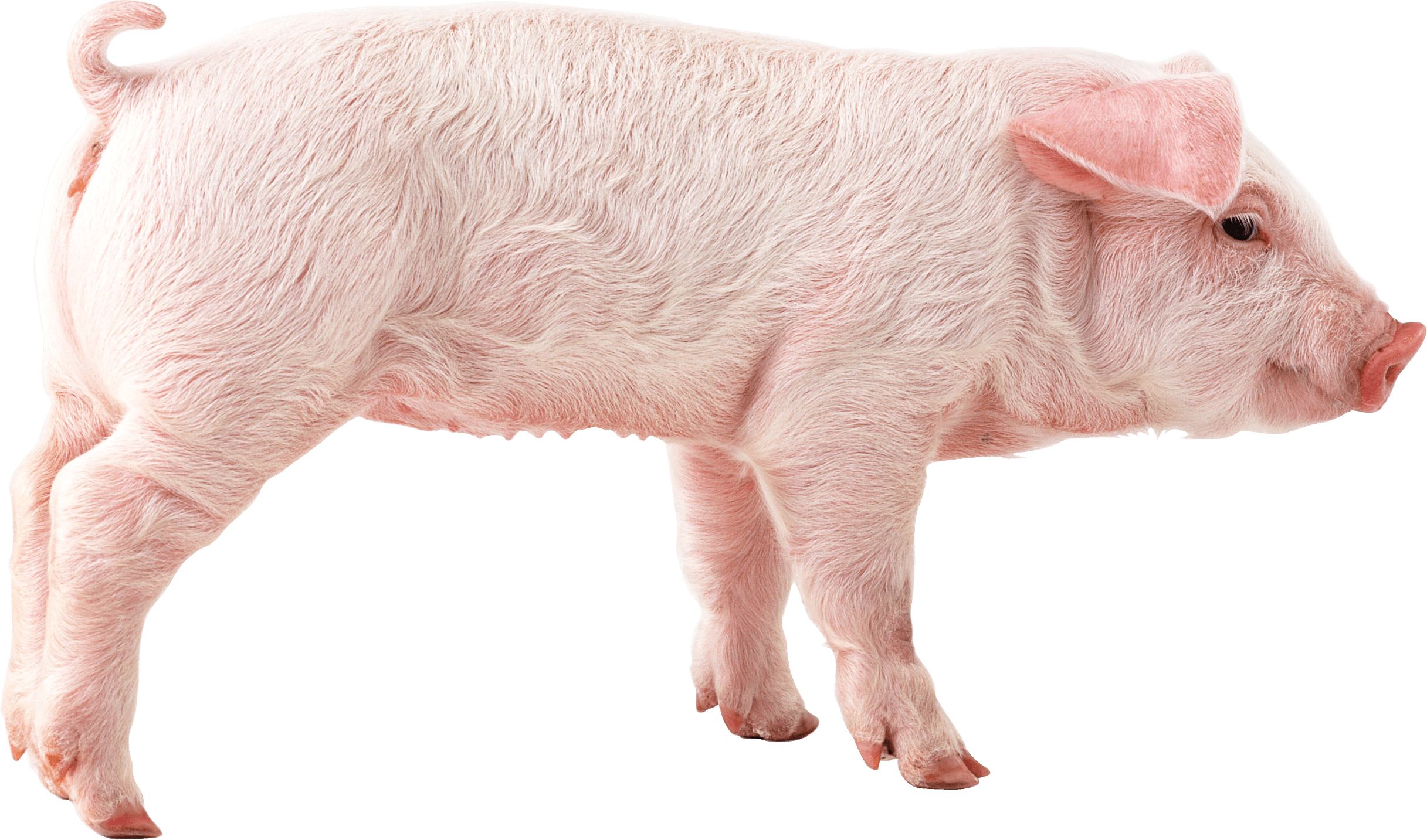 Картинка домашних животных на прозрачном фоне Pin on Animals