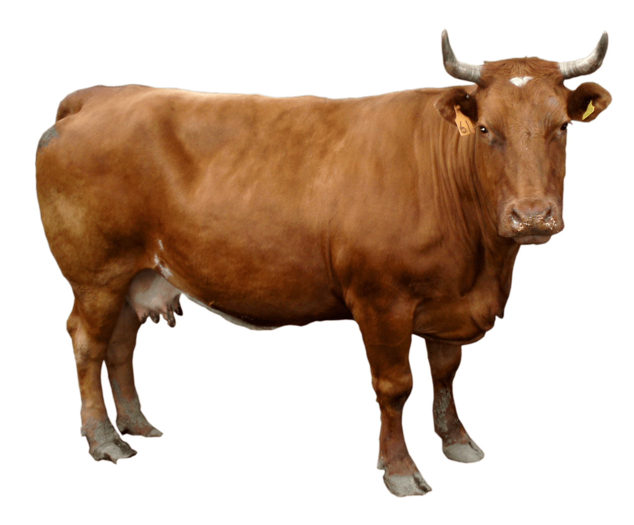 Картинка домашних животных на прозрачном фоне Brown cow PNG Image - PurePNG Free transparent CC0 PNG Image Library Cow, Cow pn