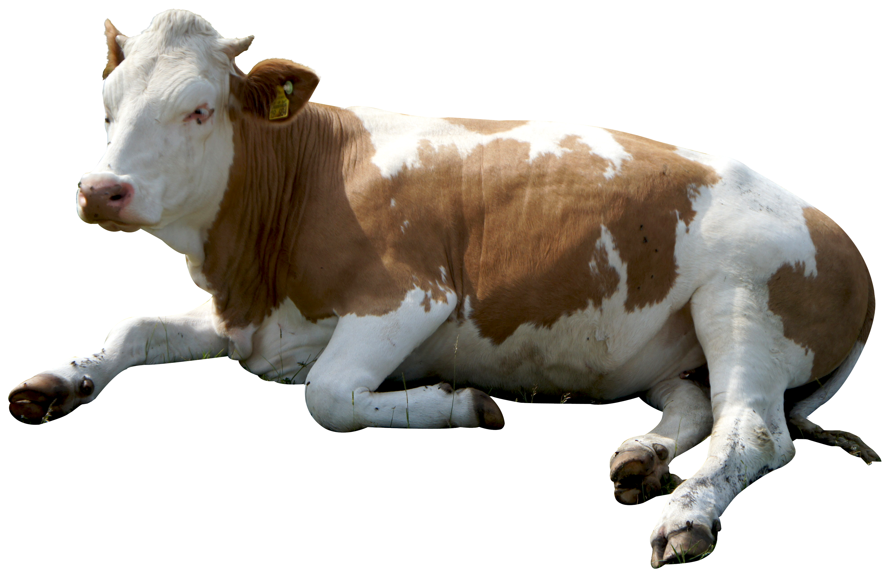 Картинка домашних животных на прозрачном фоне Cow PNG Image Cow png, Cow pictures, Cow