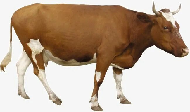 Картинка домашних животных на прозрачном фоне Brown Cow PNG Images, Cow Clipart, Brown, Animal PNG Transparent Background - Pn