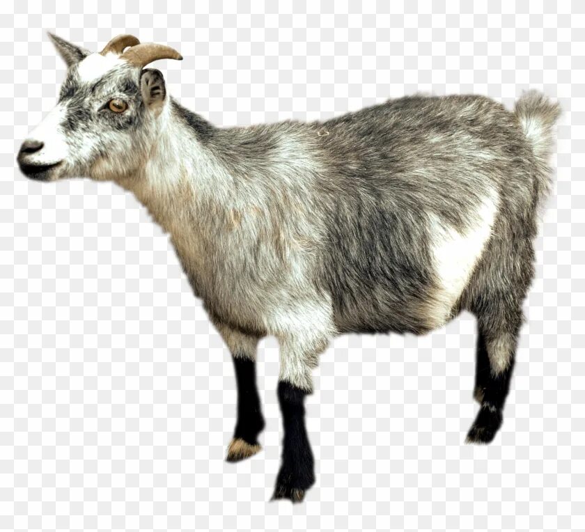 Картинка домашних животных на прозрачном фоне Animals - Goats - Mountain Goat Png, Transparent Png - 1786x1540 (#519361) - Pin
