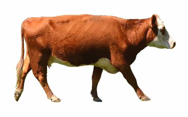 Картинка домашних животных на прозрачном фоне Cow PNG Stock Photo 0010 Complete CutOut by annamae22 Cow, Cow png, Happy cow