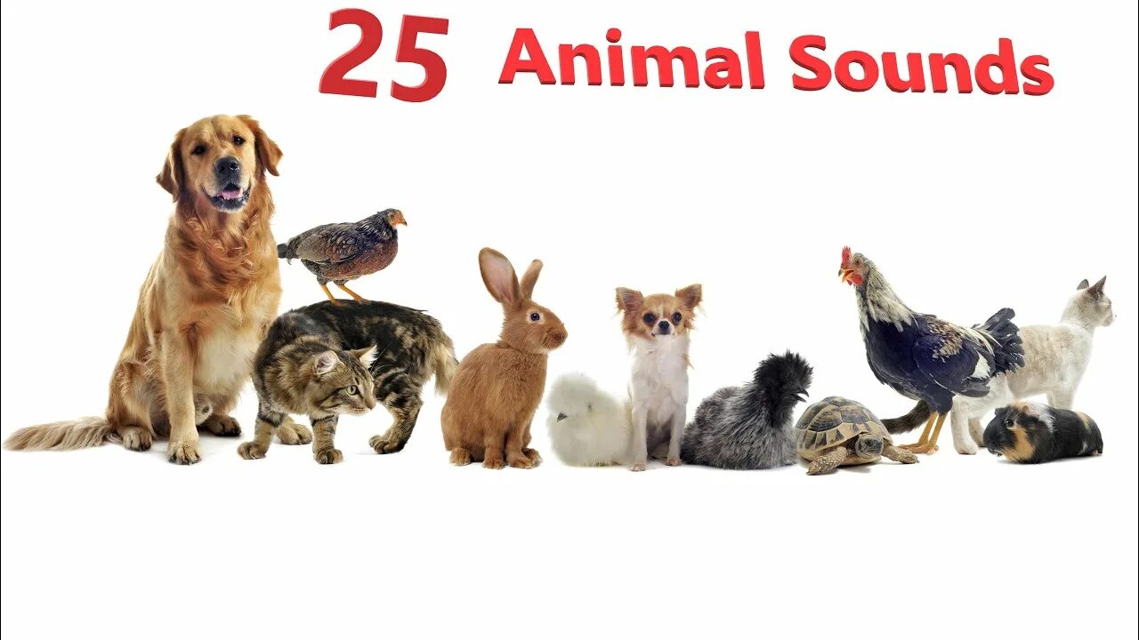 Картинка домашних животных на прозрачном фоне Animal Sounds for Children (25 Amazing Animals Sounds To Learn) 4K - YouTube