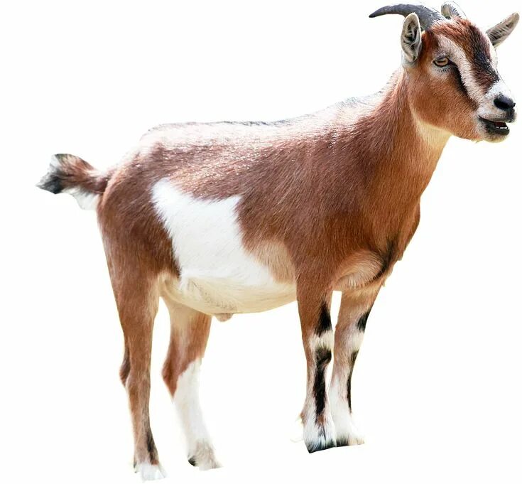 Картинка домашних животных на прозрачном фоне Goat PNG Image Transparent Background Goats, Goat shelter, Animal figures