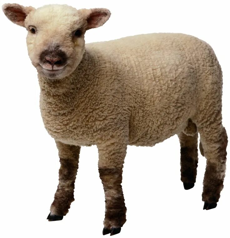 Картинка домашних животных на прозрачном фоне Sheep PNG image, free download