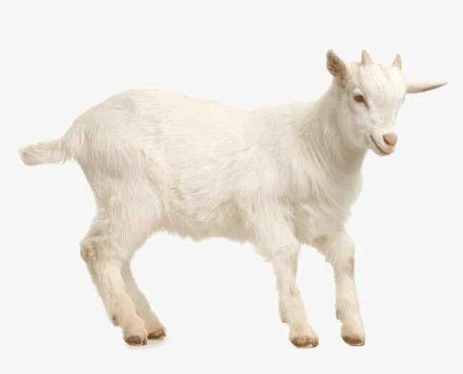 Картинка домашних животных на прозрачном фоне Lambs Vector PNG Images, Lamb Photos, Lamb Clipart, Animal, Biological PNG Image
