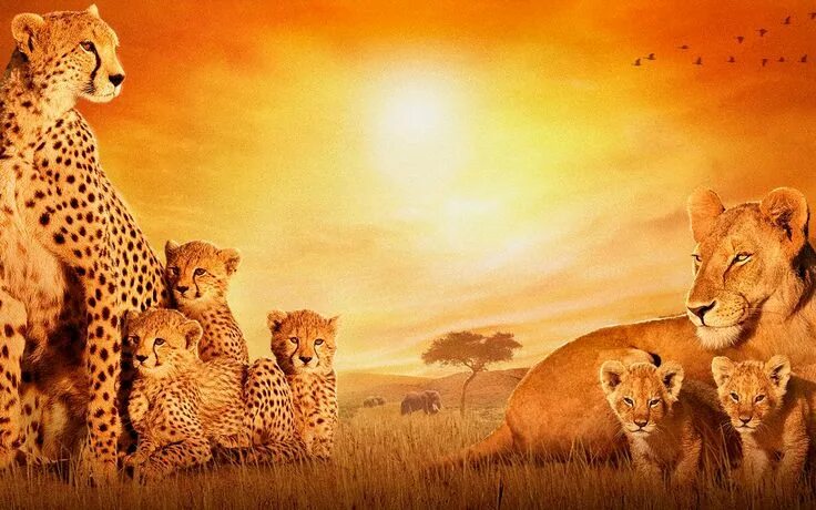 Картинка фон дикие животные Beautiful African Cats - Animals Wallpapers HD EZIBOX - HD Wallpapers African ca