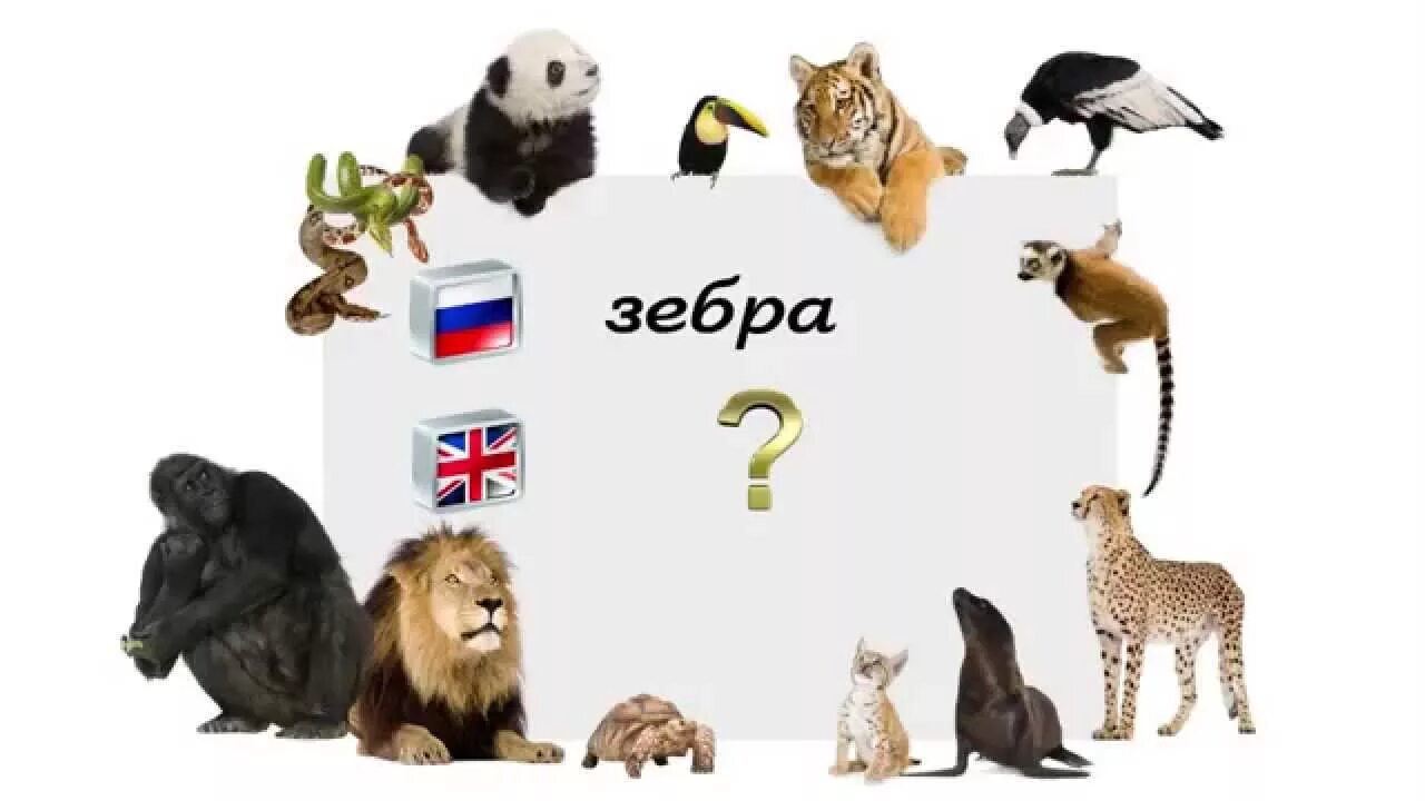 Картинка фон дикие животные Урок 31. Животные. Упражнение 5 - YouTube