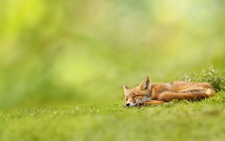 Картинка фон дикие животные Fox HD desktop wallpaper Widescreen High Definition Wild animal wallpaper, Pet f